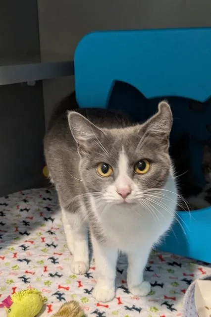 A young small-sized female Domestic Short Hair cat named Patch for adoption in Leesburg, VA