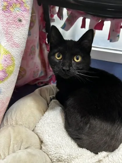 A young small-sized female Domestic Short Hair cat named Tonya for adoption in Roseville, CA