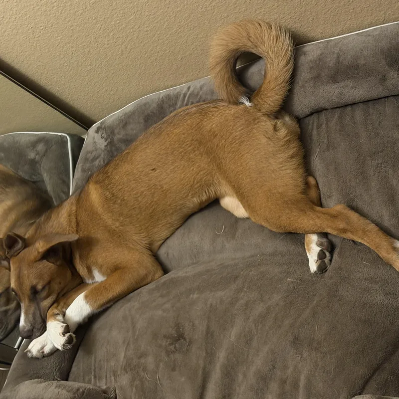 Ginger thumbnail 2