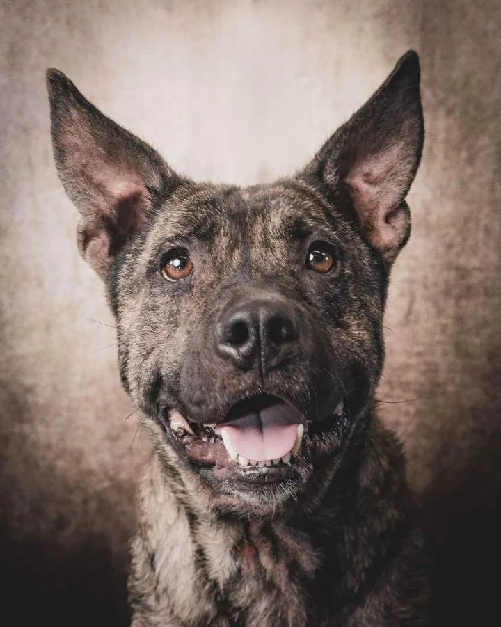 An adult large-sized male Brindle American Staffordshire Terrier dog named Prince for adoption in Justin, TX