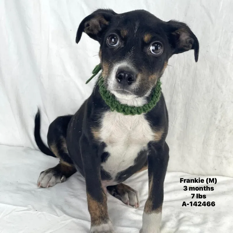 A baby medium-sized male Tricolor (Brown, Black, & White) Labrador Retriever dog named Frankie Local August for adoption in Brookshire, TX