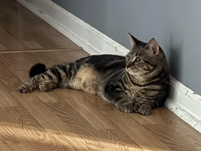 A young large-sized male Domestic Short Hair cat named Noah for adoption in Canton, CT