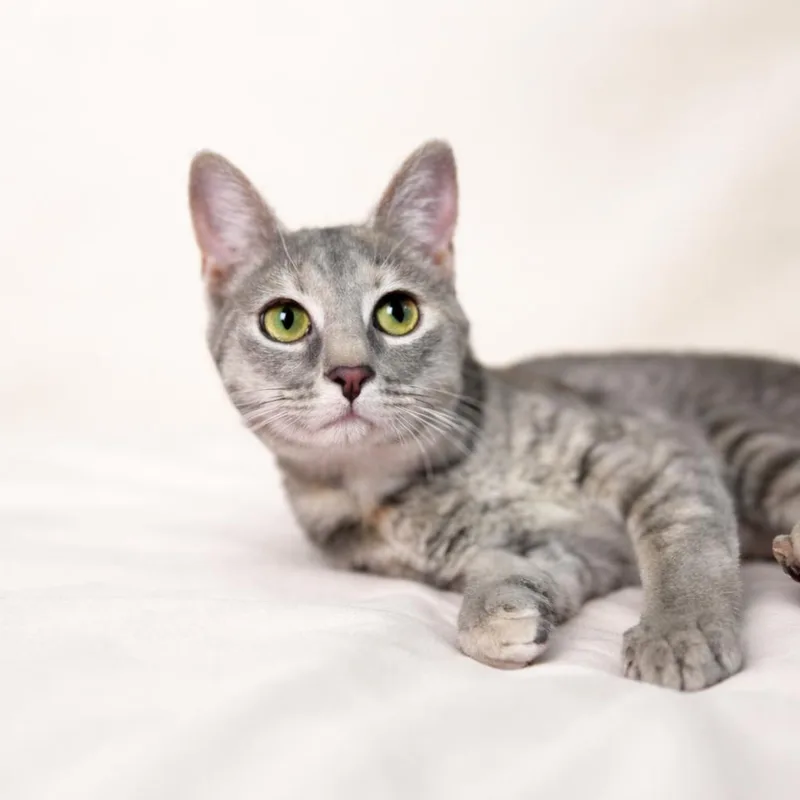 A young medium-sized female Domestic Short Hair cat named Bailey for adoption in Rixeyville, VA