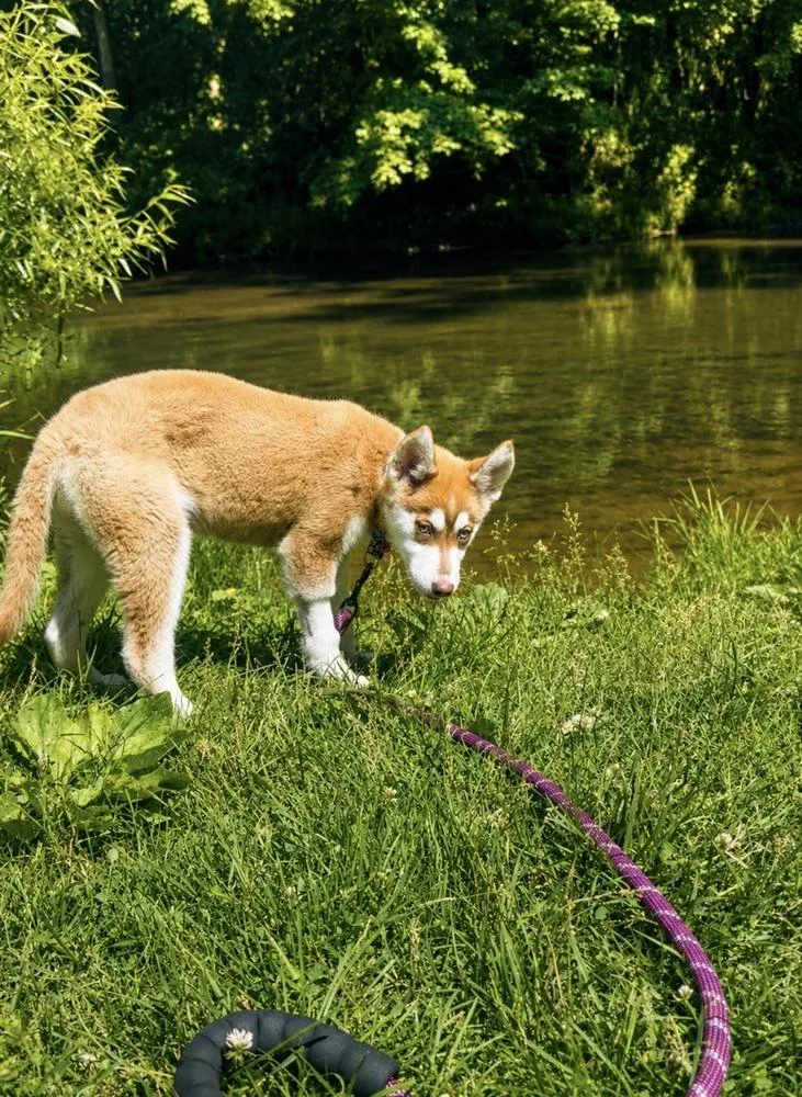 A baby medium-sized female Tricolor (Brown, Black, & White) Husky dog named Echo for adoption in Clinton Township, MI
