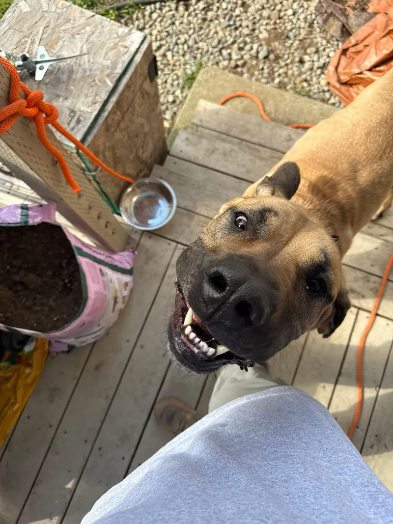 A young large-sized male Great Dane dog named Buddy for adoption in Plummer, ID