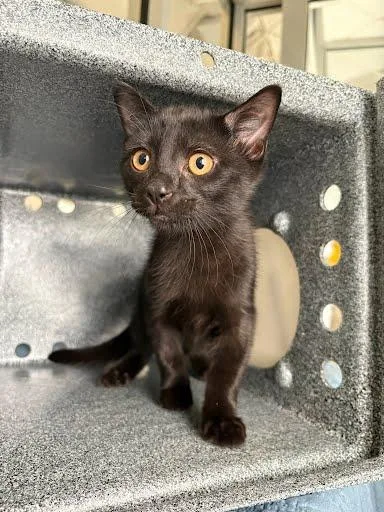 A baby small-sized male Domestic Short Hair cat named Batman for adoption in Washington, DC