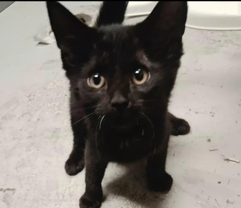 A baby small-sized female Domestic Short Hair cat named Dobbi for adoption in North Vernon, IN