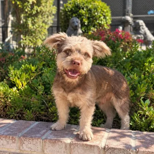 A baby medium-sized male Brown / Chocolate Mixed Breed dog named Fozzie for adoption in Lathrop, CA