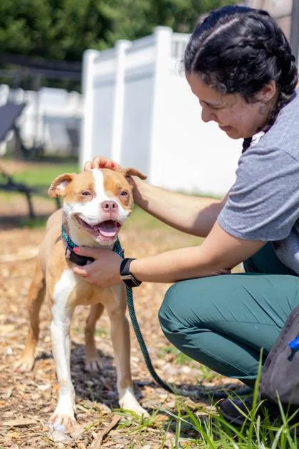 An adult medium-sized female Mixed Breed dog named Maybelline for adoption in Chamblee, GA