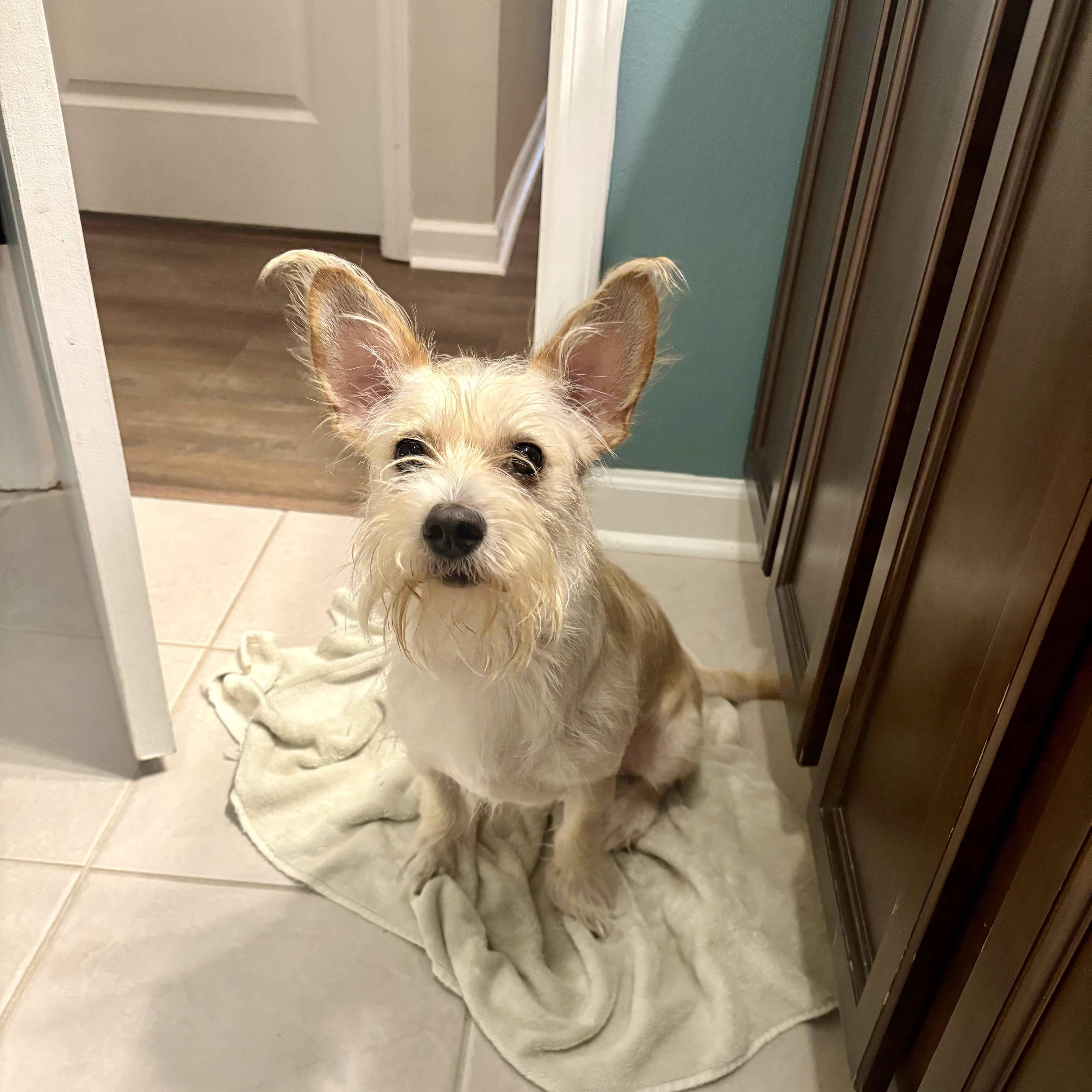 An adult small-sized male Yellow / Tan / Blond / Fawn Wirehaired Terrier dog named Pierre for adoption in Baton Rouge, LA
