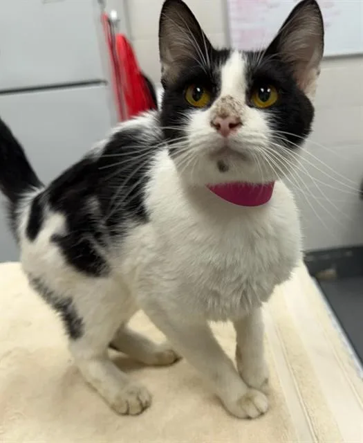 A young small-sized female Domestic Short Hair cat named Gravy for adoption in Peoria, IL