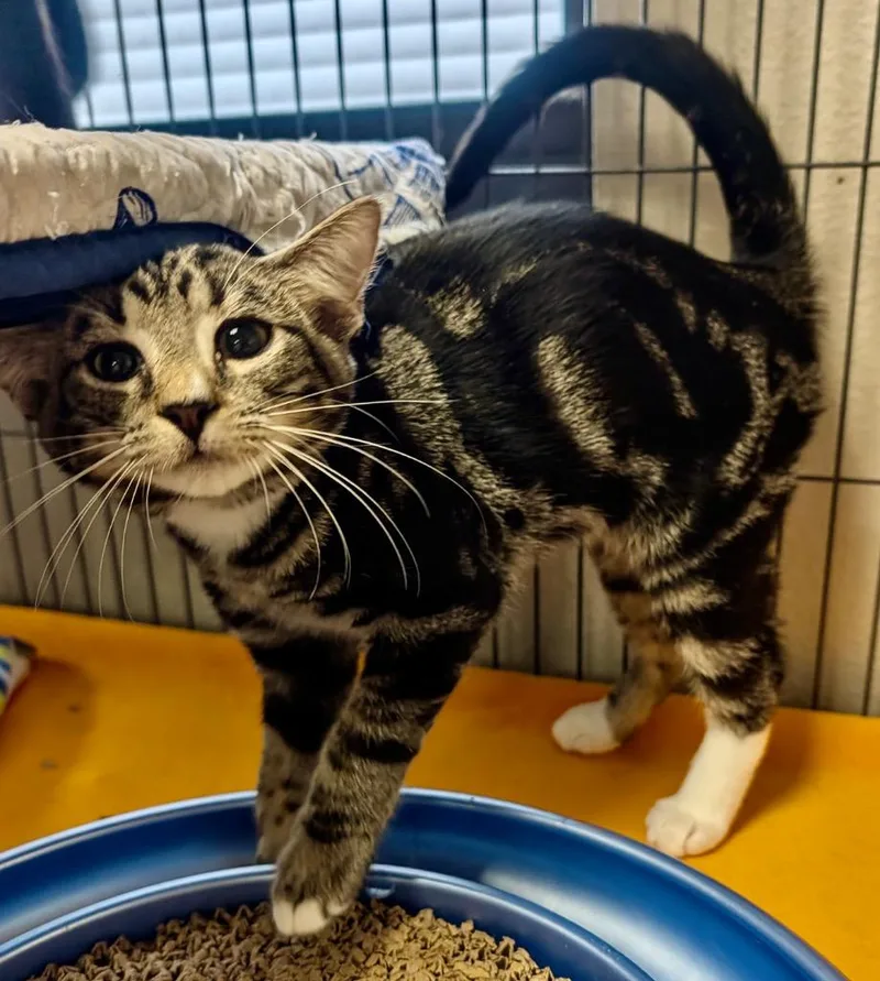 A baby small-sized male Domestic Short Hair cat named Comet for adoption in Fort Myers, FL