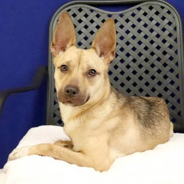 An adult medium-sized female Shepherd dog named Malina for adoption in Fort Davis, TX