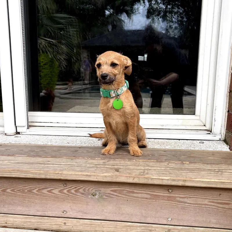 Chocolate Chip