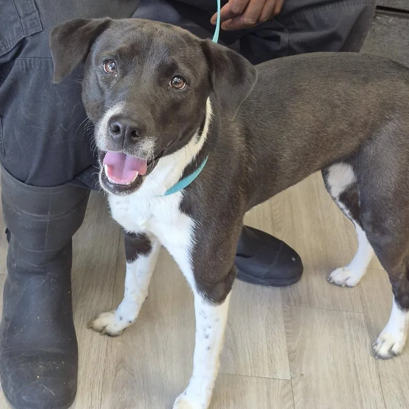 An adult medium-sized female Black Retriever dog named Roux for adoption in Cleveland, MS
