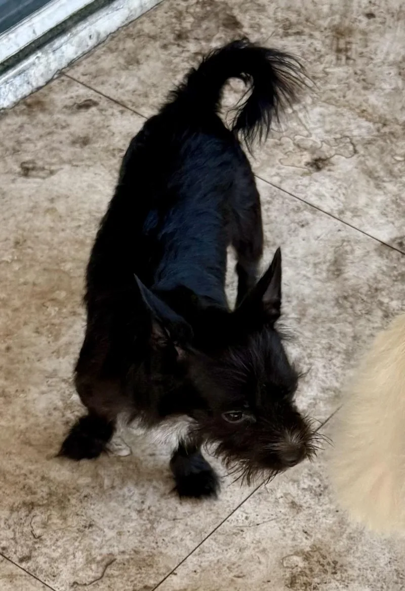 Hypoallergenic Carin Terrier Boy