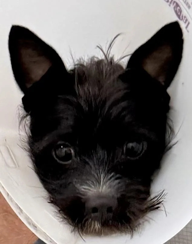 Hypoallergenic Carin Terrier Boy thumbnail 3