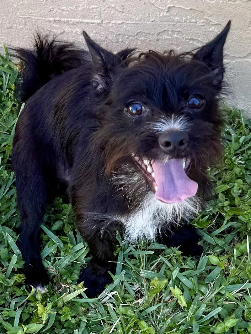 Hypoallergenic Carin Terrier Boy thumbnail 4