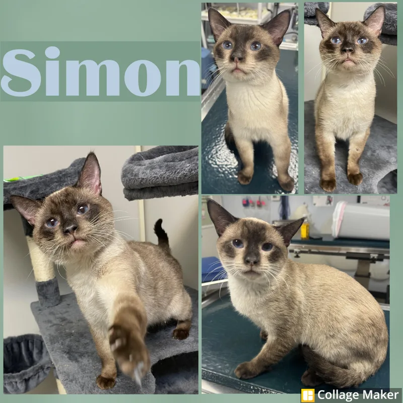 Simon