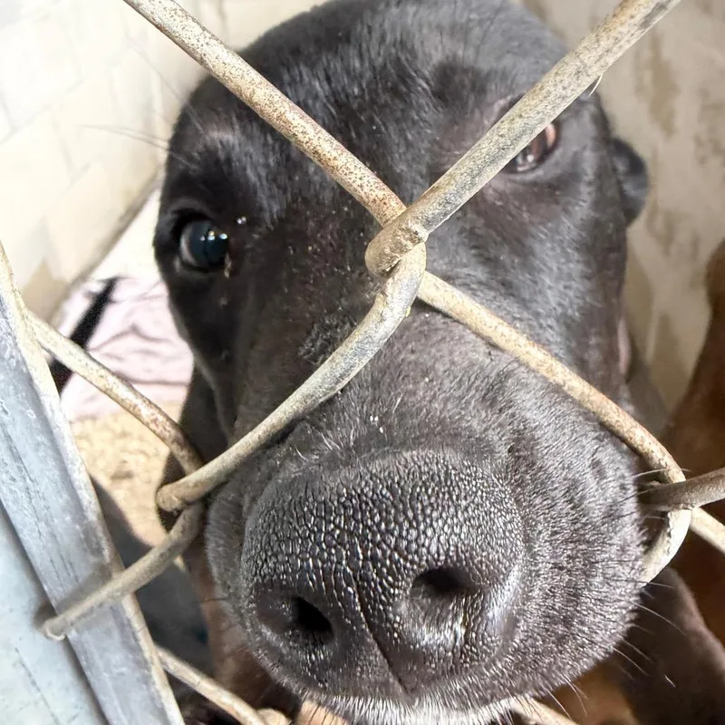 A baby medium-sized male Mixed Breed dog named Obsidian for adoption in Lake Panasoffkee, FL
