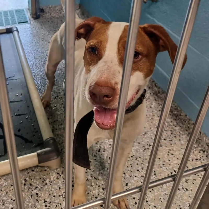 An adult medium-sized male White / Cream Hound dog named Sky for adoption in Hattiesburg, MS
