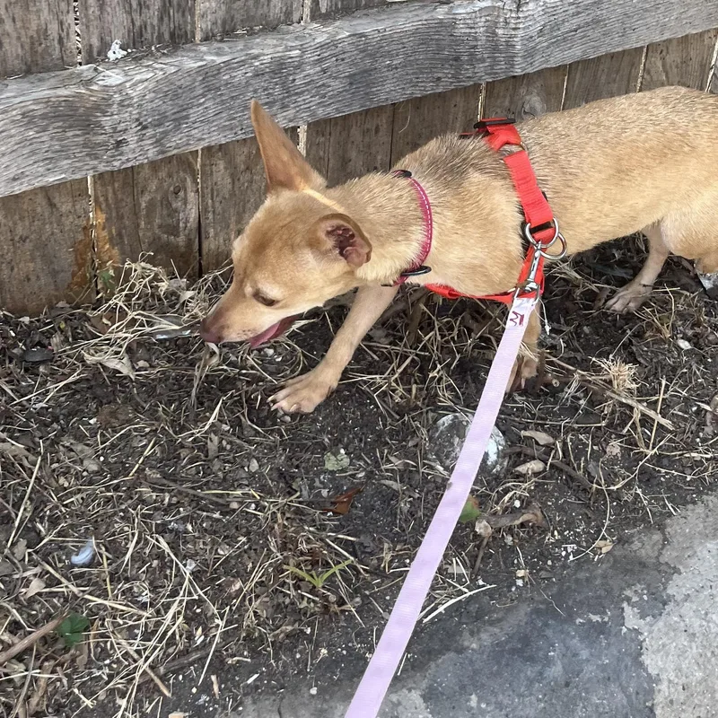 A young small-sized female Golden Chihuahua dog named Goldie for adoption in Dallas, TX