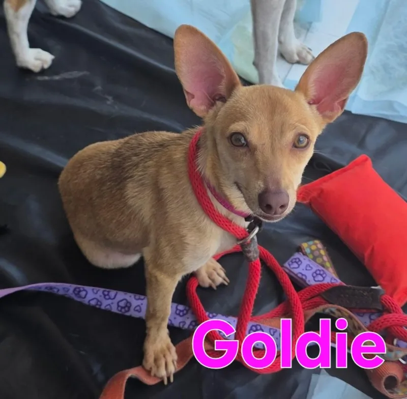 Goldie thumbnail 5