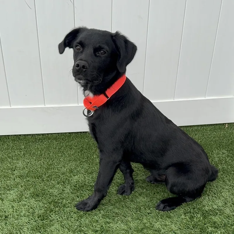 A baby medium-sized male Black Mixed Breed dog named Quesadilla for adoption in Naperville, IL