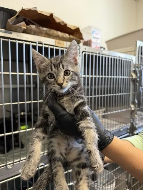 A baby small-sized male Domestic Short Hair cat named Punch Kk for adoption in Santa Maria, CA