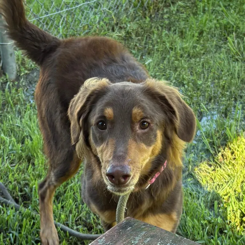Reese's FKA Juniper thumbnail 2