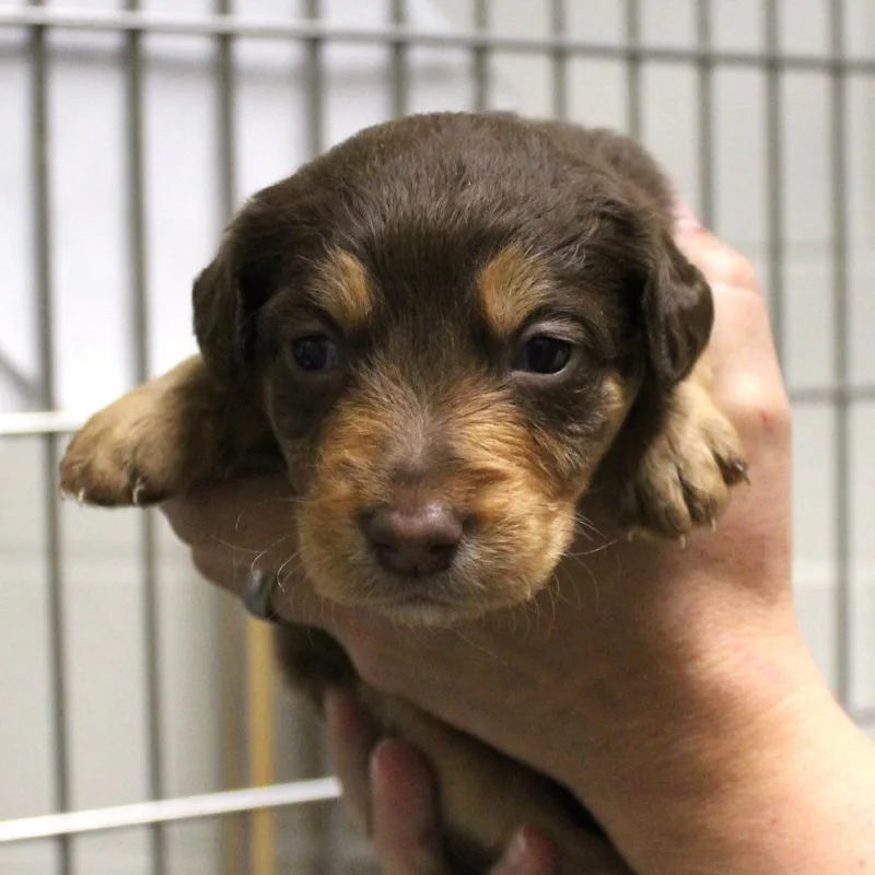 Reese's FKA Juniper thumbnail 3