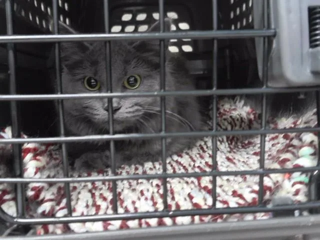 A young small-sized female Domestic Short Hair cat named Salt for adoption in Omaha, NE