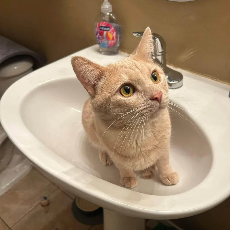 A young medium-sized male Tabby (Orange / Red) Domestic Short Hair cat named Dodge for adoption in Queen Creek, AZ