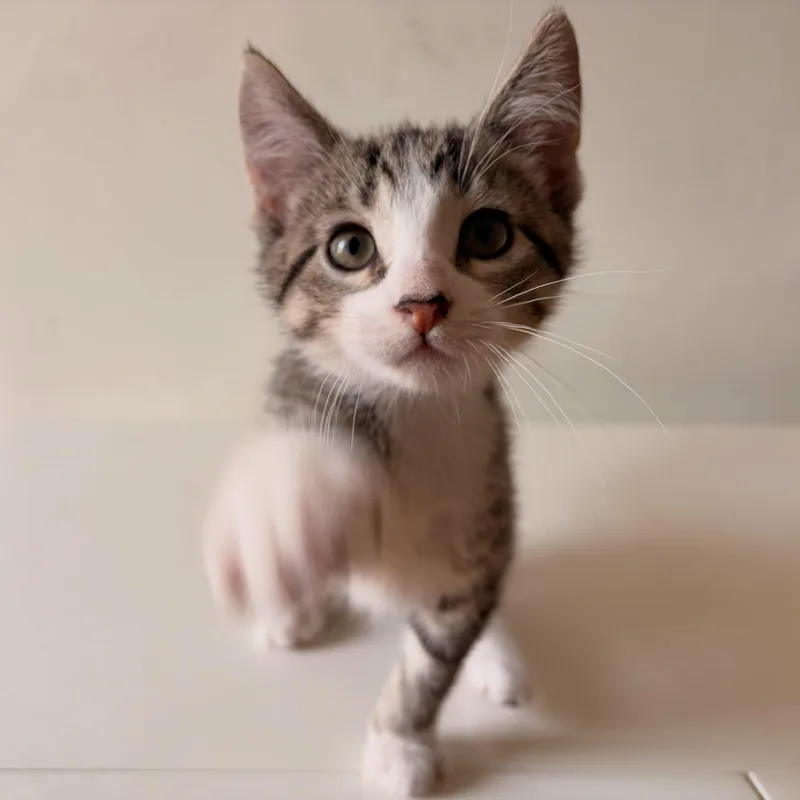 A baby medium-sized female Domestic Short Hair cat named Judy & Shirley for adoption in Chicago, IL