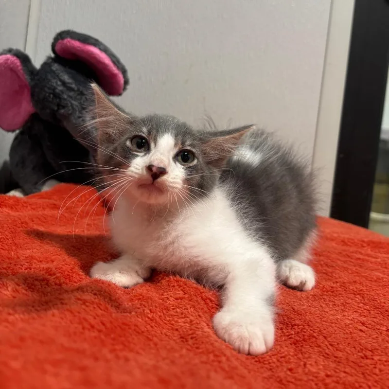 A baby small-sized male Gray / Blue / Silver Domestic Medium Hair cat named Braxton for adoption in Tampa, FL