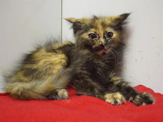 A baby small-sized female Domestic Medium Hair cat named Gloria for adoption in Sacramento, CA