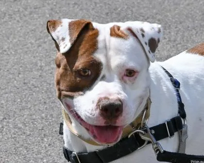 An adult large-sized male Pit Bull Terrier dog named Laramie for adoption in West Seneca, NY