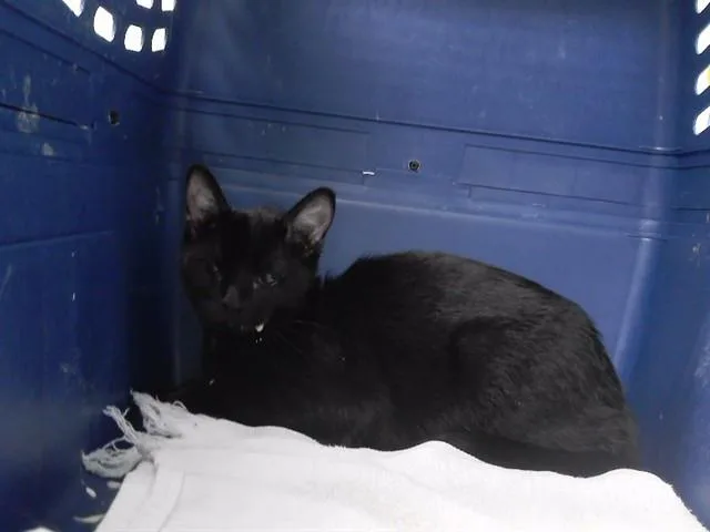 A young small-sized female Domestic Short Hair cat named Rari for adoption in Omaha, NE