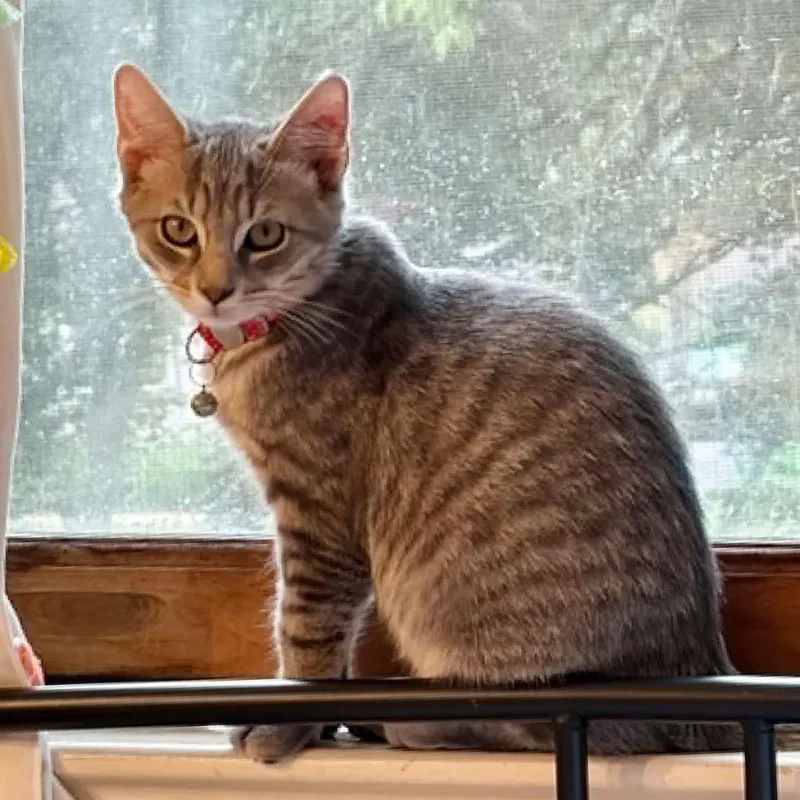 A baby medium-sized male Gray / Blue / Silver Tabby cat named Tofu for adoption in Harrisburg, PA