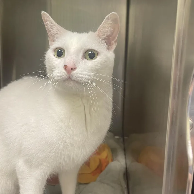 Snowball