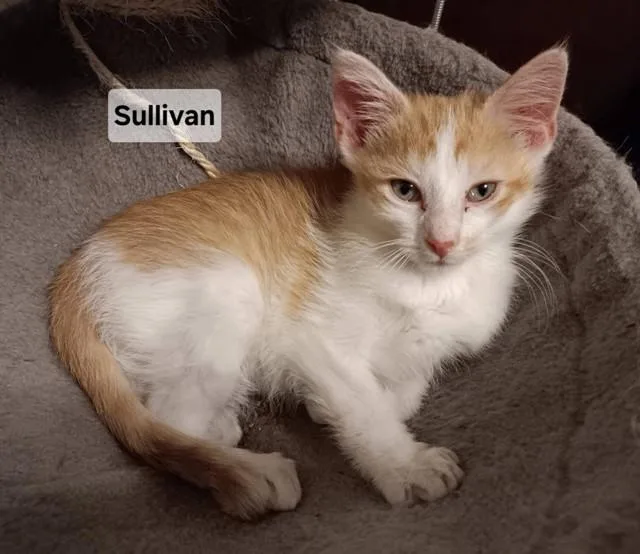 A baby small-sized male Domestic Short Hair cat named Sullivan for adoption in Peoria, IL