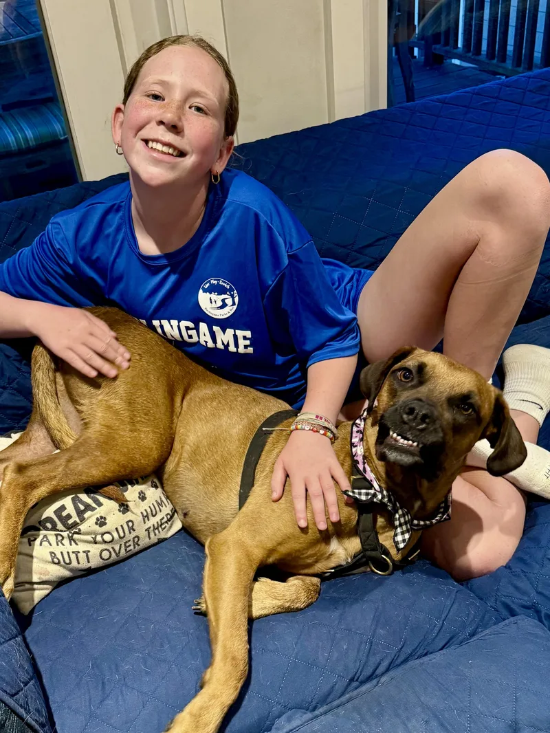 An adult large-sized female Dogue de Bordeaux dog named Missy for adoption in Los Gatos, CA