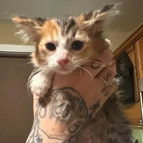 A baby small-sized female Orange / Red Domestic Medium Hair cat named Cilantro C for adoption in Princeton, MN