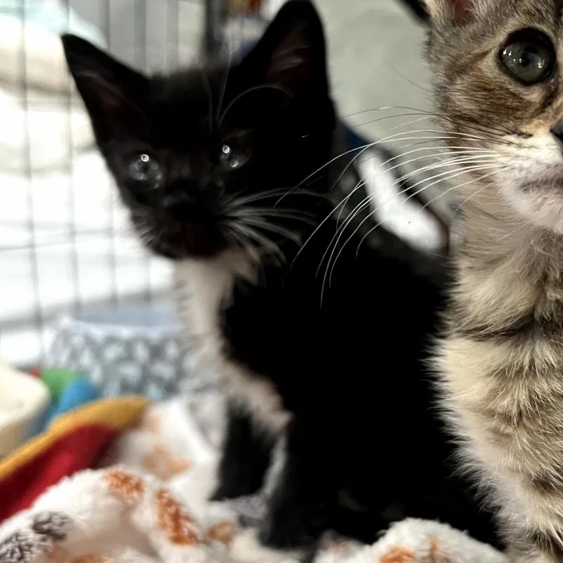 A baby small-sized male Black Domestic Short Hair cat named Boots for adoption in Long Beach, CA