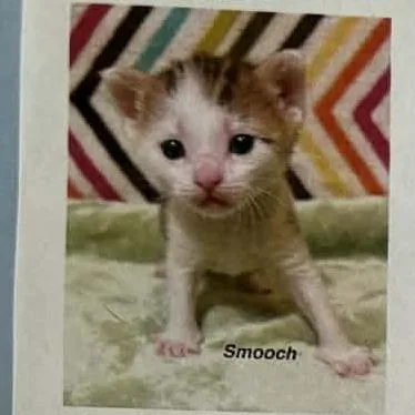 A baby small-sized female Brown / Chocolate Domestic Short Hair cat named Smooch for adoption in Bentonville, AR