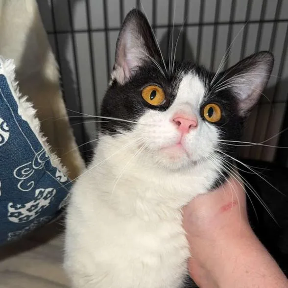 A young medium-sized male Black Domestic Short Hair cat named Pinto for adoption in Greenville, NC