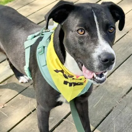 A young medium-sized female Black Pit Bull Terrier dog named Patsy for adoption in Indianapolis, IN