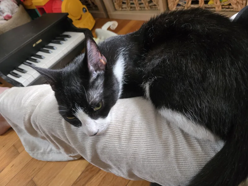 A young medium-sized female Black & White / Tuxedo Domestic Short Hair cat named Boston Cream for adoption in South Ozone Park, NY