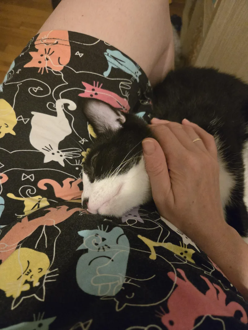 Boston Cream thumbnail 3