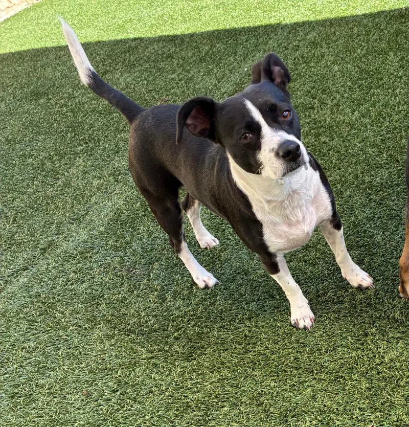 An adult small-sized female Terrier dog named Star for adoption in Seguin, TX
